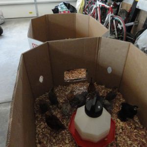 they have now grown into a 2 box brooding condo.....we are working on the coop!