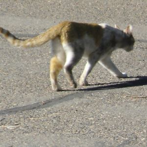 Tall Joe, our neighbors' cat.