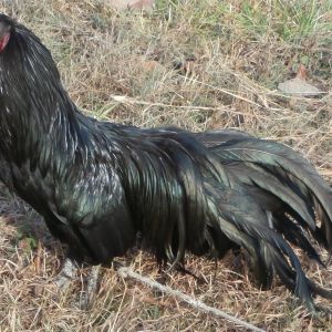 Pure Sumatra rooster
his 15 months