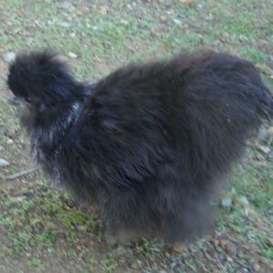 Black split for lavender, 15 weeks, cockerel