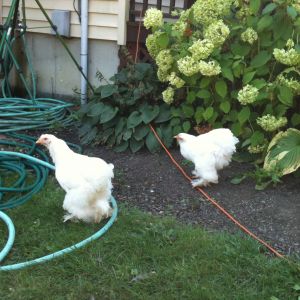 sweetie and tweetie the twins