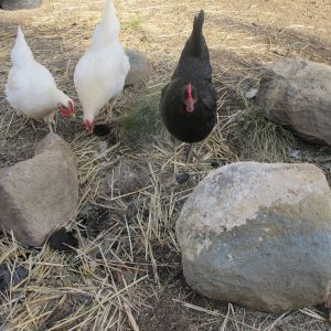 All of our hens: Mullet, Suzy Q and Obsidian.