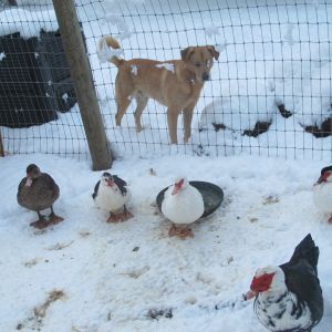 Our dog, Zeus, loves the flock! Everyone is gathered in the pen for a morning assessment before a day of free-ranging (or a day of snuggling in the coops, if they so desire).