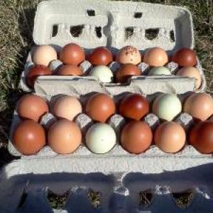Kate's Little Garden dozen