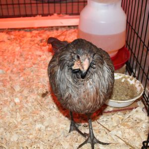 4 Months, 1 Week, 2 Days

We took her to the vet and had her beak trimmed and we started syringe feeding her from then on!!!