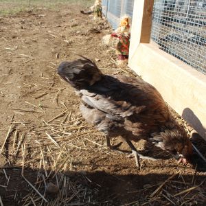 5 Months, 2 Days

Trying to take a long deprived and much deserved dust bath!!