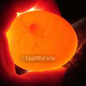 Candled Mandarin Duck Egg