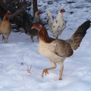 Yellow Leg Hatch Hen with Old English Game Bantam Hens in background