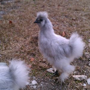 Lavender Silkie Roo