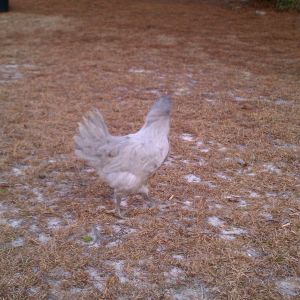 Lavender Orpington:  Meet Peter Pecker. He's not mean but he likes to nibble sometimes. It's like a love nibble. He gets jealous if he has to wait in line to long to get his butt scratched.
