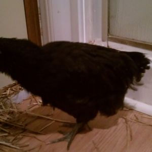 Hoping it's a "her", or that I at least have 1 hen outta the 3!