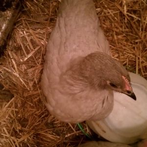 Ha! I forgot I took this one. Another one of my Lavender Orpingtons. Pretty sure it's a roo. It would only let me take this one pic for now. Good luck on guessing. I'll post more pics tomorrow!