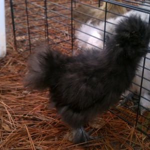 "Meany":  My 1st crower!!! He was named this because when he was just a wee lil thing he would kinda bully the other chicks, now he's pretty friendly to all!