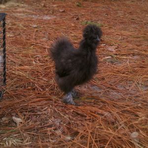 He is the dominant roo in the silkie flock, as of now