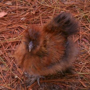 "Twitch":  Partridge Silkie roo who is gonna need re-homed.