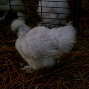 He or She? Lavender Silkie