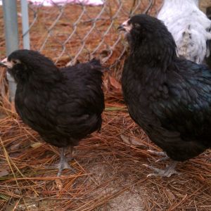 2 of My Ameraucanas:  "Mercy" on the right (hen) "Rockhopper" on the left (roo)
