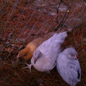 Some of my flock:  "Buff Unicorn", "Grace" (orpington hens), and "Percy" (lavender ameraucana roo)