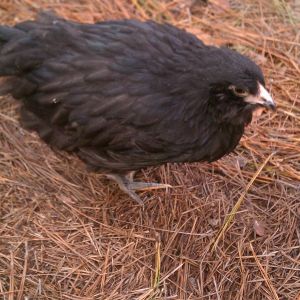 "Mercy":  Ameraucana Hen