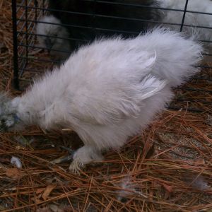 Lavender Silkie roo:  "Frisky"