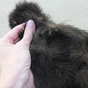 Jan 17th, 2013
BLACK underfluff