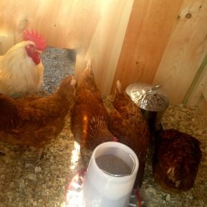 This is my new red star chickens i got them 1/12/13 and so excited to get fresh eggs. :-)