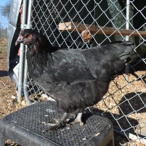 5 month bcm pullet