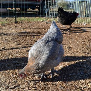 5 mo blue copper pullet