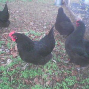 My modest flock, in the back yard. Strolling under the trees.