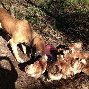 Our salmon faverolles and Ursa, their guard dog, sharing a drink