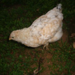 chick 1 body