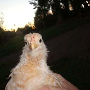 chick 1 face