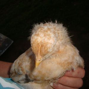 chick 3 face