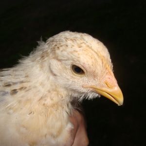 chick 2 face