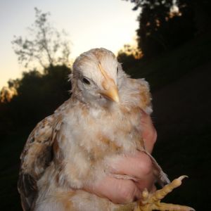 chick 4 face