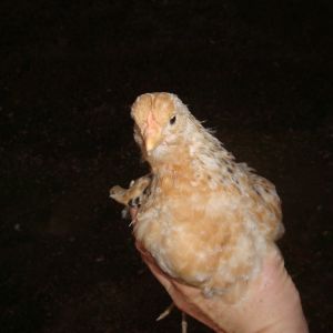chick 5 face