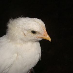 chick 6 profile