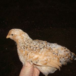 chick 5 body