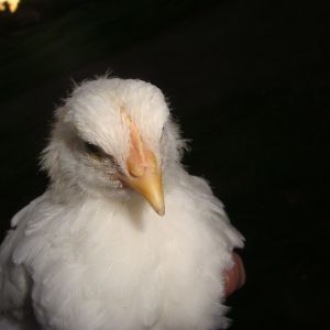 chick 6 face