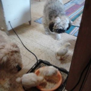 foofoo (the one eyed cream lhasa apso) and lilee the grey lhasa, ogling the schnitzels (four leghorn types that are either for meat or eggs, the result of a school project that were donated to me.) hubby, a good buddhist, is refusing to do 'the deed' and turn them in to schnitzels....