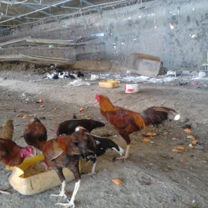 our thai roos- the hens are all brooding. berberi ducks off in the back =the black and white things... building is an unused egg battery coop; they are getting layer feed and veggies that we throw down for them to scratch and work with... plenty of room for them to run, as they do luuuuuuuuv to run and fly