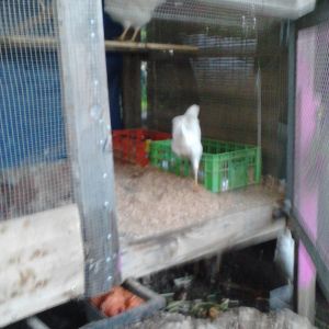 my coop outside my apartment.. sitting on that stupid rock i am not allowed to move, under the olive tree that i also cannot move (its illegal in israel unless u rehome it)