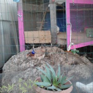 was an old rabbit hutch but sits up nicely, for the hens to go under, they climb down the rock to the ground.