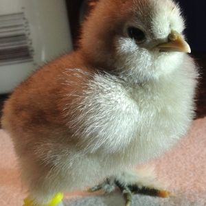 Silkie baby non vaulted