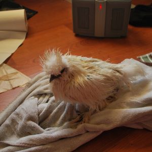 Whitey, after a bath