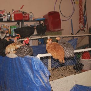 roosting on the brooder.