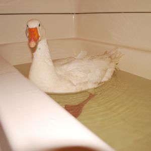 Swimming in the tub.