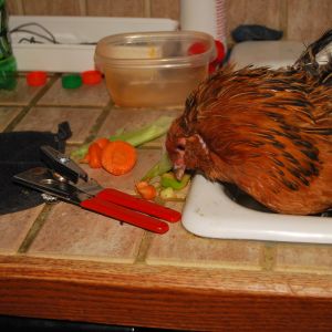 soaking her bumblefoot, gave her some dinner scraps to pick at.