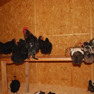 loveing their new home.
