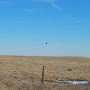 That black dot is a bald eagle.... within a football field of my chickens
